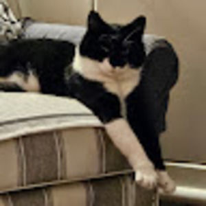 Meet your Posher, Susan